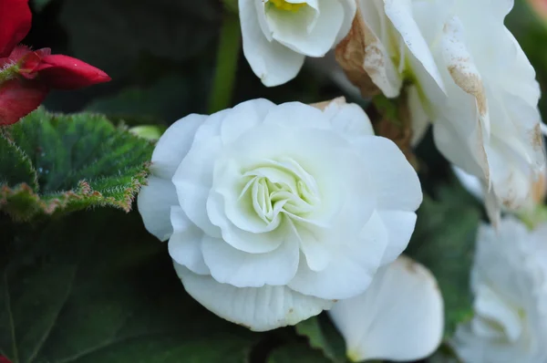 Rosa branca no fundo verde — Fotografia de Stock