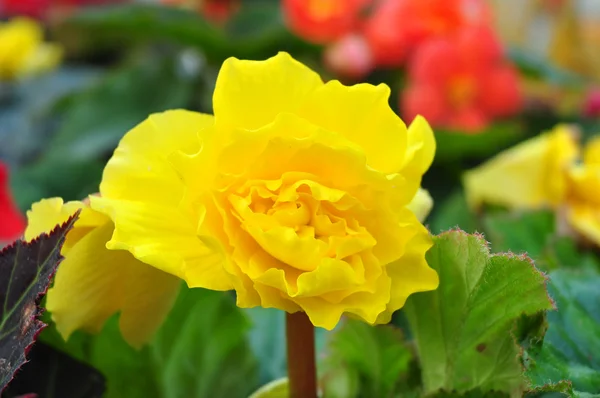 Желтая роза на зеленом фоне — стоковое фото