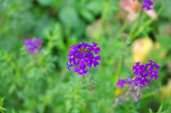 Фиолетовый цветок на зеленом фоне — стоковое фото