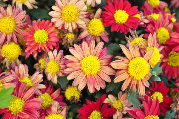 Kuning & merah muda bunga di latar belakang hijau — Stok Foto