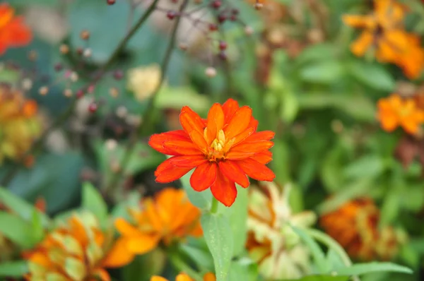 Оранжевый цветок на зеленом фоне — стоковое фото