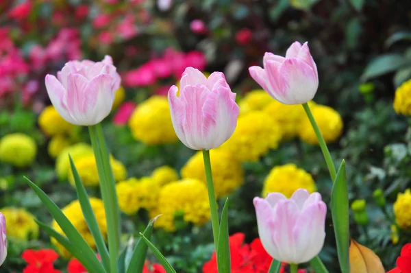 Ροζ tulip σε πολλά χρώμα φόντο — Φωτογραφία Αρχείου