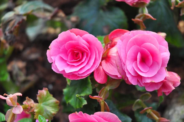 Mawar merah muda di latar belakang hijau — Stok Foto
