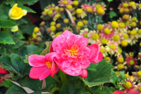 Bunga merah muda dengan latar belakang hijau — Stok Foto