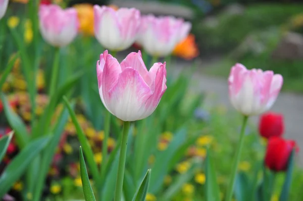 Birçok renk arka plan üzerinde Pembe Lale — Stok fotoğraf