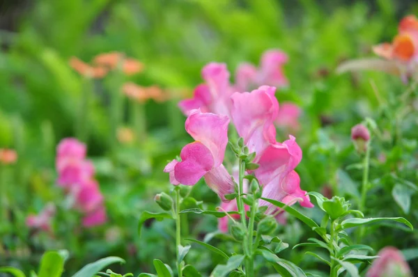 Rosa Blume auf grünem Hintergrund — Stockfoto