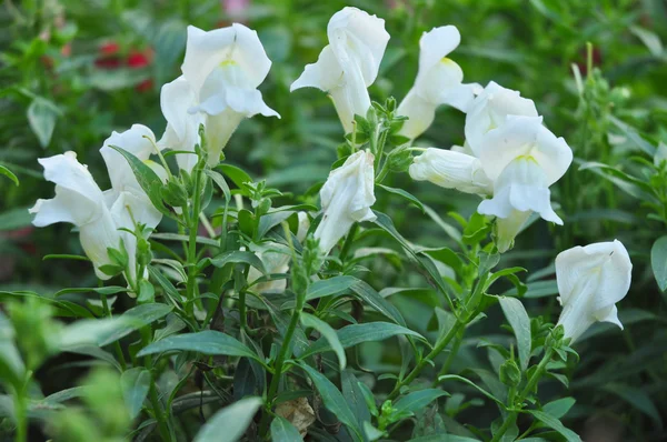 Witte bloem op groene achtergrond — Stockfoto