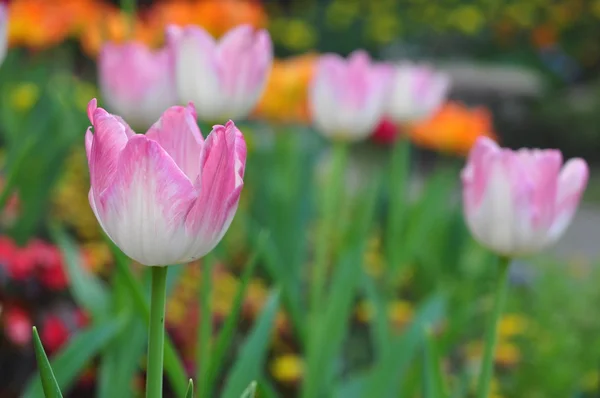 Розовый тюльпан на многоцветном фоне — стоковое фото