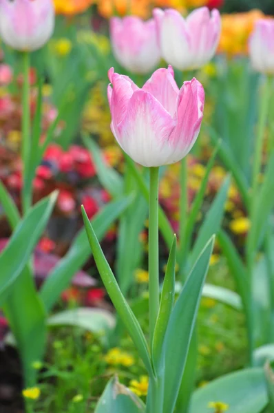 Pink tulip on many color background — Stock Photo, Image