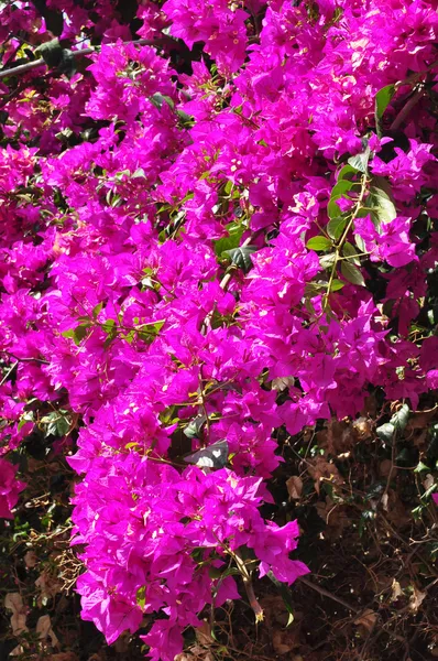Violet flower on many color background — Stock Photo, Image