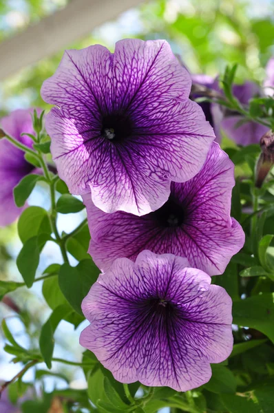 Фиолетовый цветок на многоцветном фоне — стоковое фото