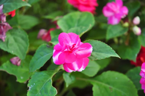 Yeşil arka planda pembe gül çiçeği — Stok fotoğraf