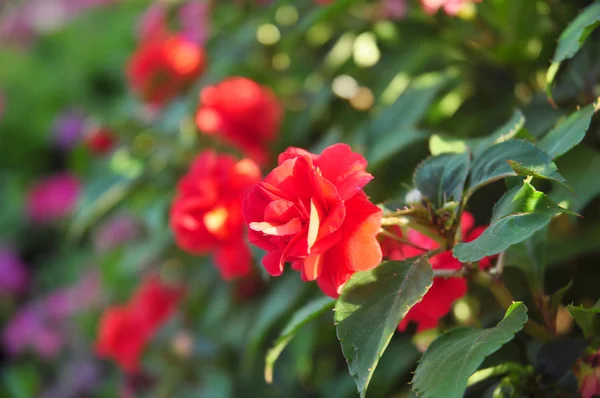 Rosa rossa su sfondo verde — Foto Stock