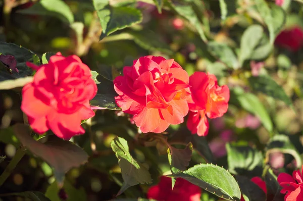 Rosa vermelha no fundo verde — Fotografia de Stock