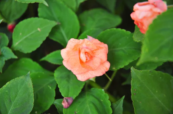 Orange rose on green background — Stock Photo, Image