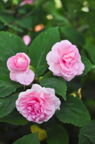 Yeşil arka planda pembe gül — Stok fotoğraf