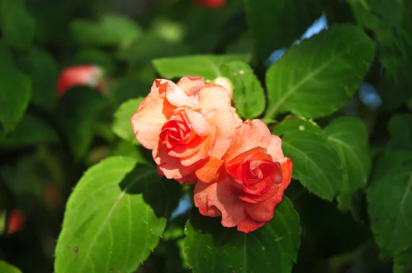 संत्रा हिरव्या पार्श्वभूमीवर गुलाब — स्टॉक फोटो, इमेज