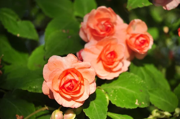 Orange rose on green background — Stock Photo, Image