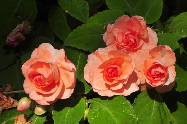 Orange rose on green background — Stock Photo, Image