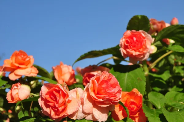Orange rose on blue sky background — Stock Photo, Image