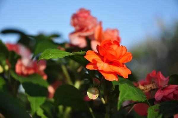 Orange rose on blue sky background — стоковое фото