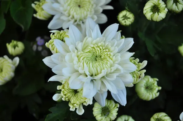 Birçok renk arka plan üzerinde beyaz çiçek — Stok fotoğraf