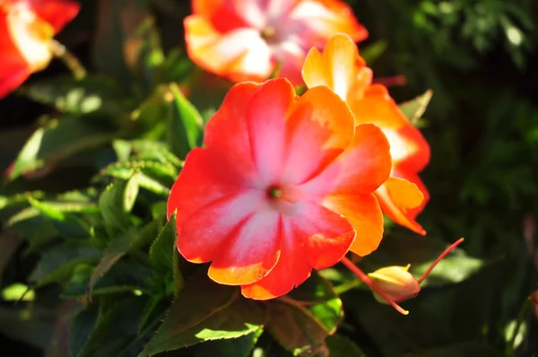 Flor de laranja em muitos fundo de cor — Fotografia de Stock