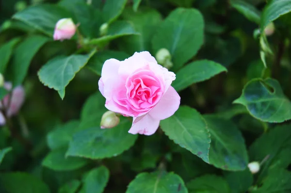 Yeşil arka planda pembe gül — Stok fotoğraf