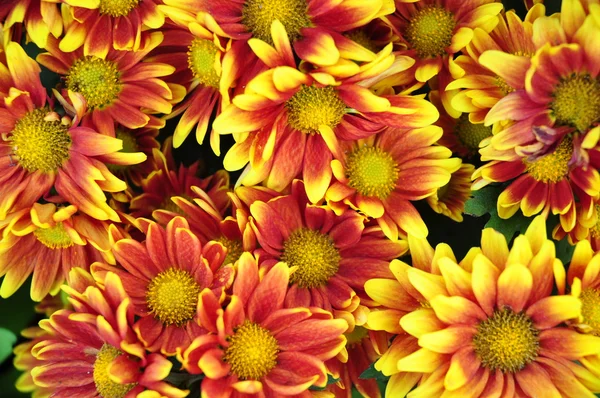 Orange & yellow flower background — стоковое фото