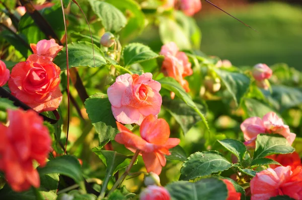 Oransje rose på grønn bakgrunn – stockfoto