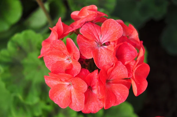 Красный цветок на многоцветном фоне — стоковое фото