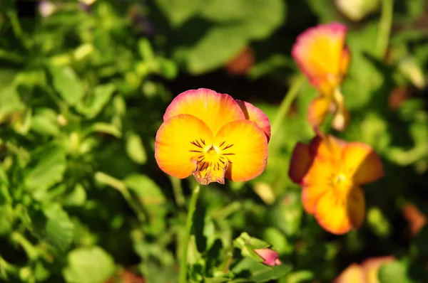 Orange&yellow flower background — Stock Photo, Image