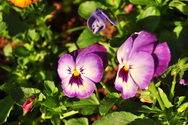 Violet & witte bloem achtergrond — Stockfoto