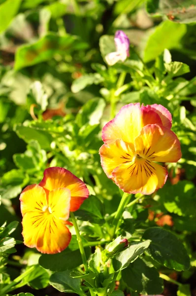 Turuncu & sarı çiçek arka plan — Stok fotoğraf