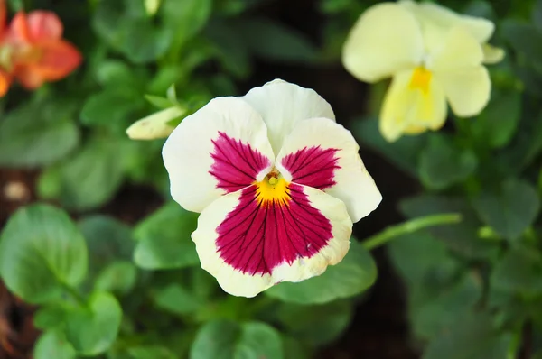 Violet&white flower background — Stock Photo, Image