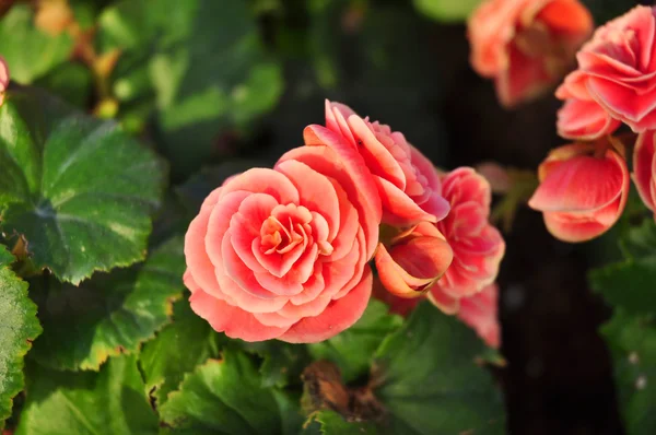 संत्रा हिरव्या पार्श्वभूमीवर गुलाब — स्टॉक फोटो, इमेज