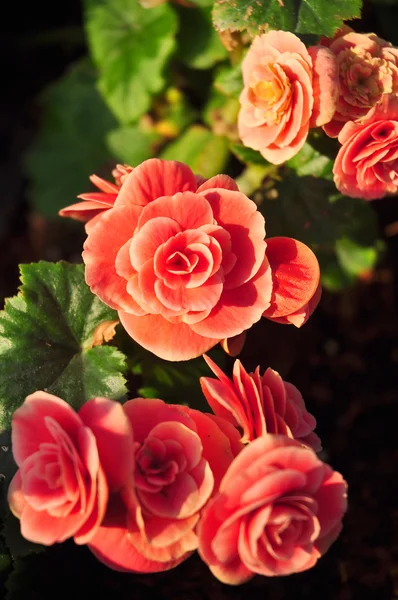 Orange rose on green background — Stock Photo, Image