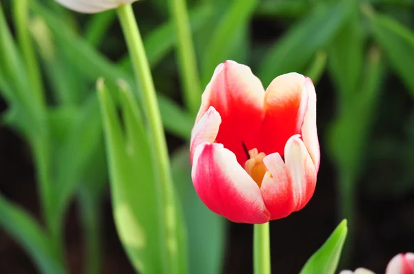 Red & yellow two tone tulip on many color background — стоковое фото