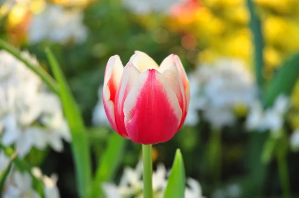 Red & yellow two tone tulip on many color background — стоковое фото