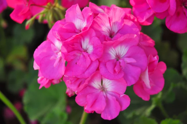 Flor rosa sobre fondo verde —  Fotos de Stock