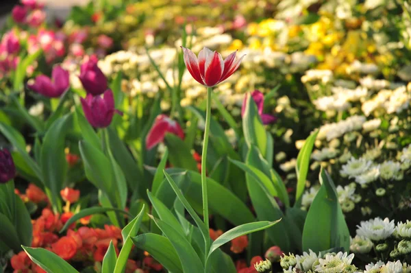 Rode & gele tweetonige tulip op veel kleur achtergrond — Stockfoto