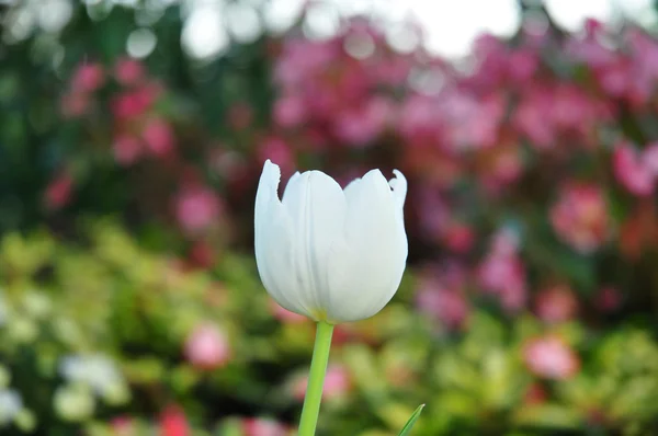 Белый тюльпан на многоцветном фоне — стоковое фото