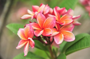 plumeria seçici odak noktasını kapat