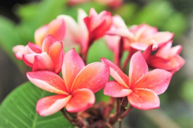 plumeria seçici odak noktasını kapat