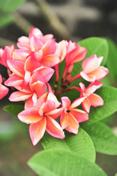 Plumeria Närbild Selektiv Fokuspunkt — Stockfoto