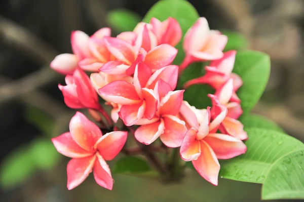 Plumeria Vicino Nel Punto Messa Fuoco Selettiva — Foto Stock