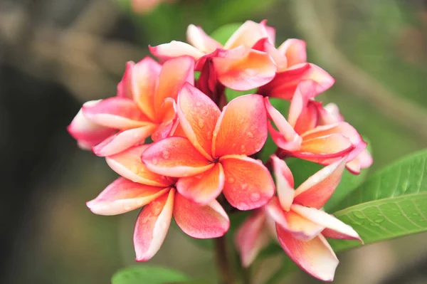 Plumeria Vicino Nel Punto Messa Fuoco Selettiva — Foto Stock