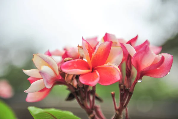 Plumeria Gros Plan Dans Point Mise Point Sélectif — Photo