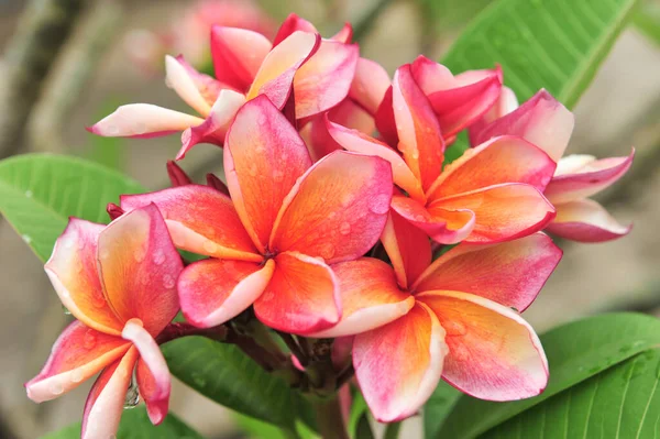 Plumeria Vicino Nel Punto Messa Fuoco Selettiva — Foto Stock