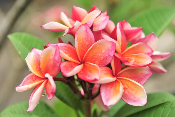 Plumeria Vicino Nel Punto Messa Fuoco Selettiva — Foto Stock